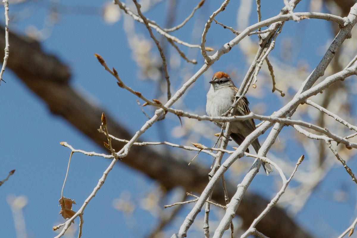 Chipping Sparrow - ML621622842