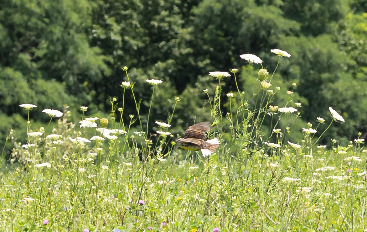 Eastern Meadowlark - ML621622889