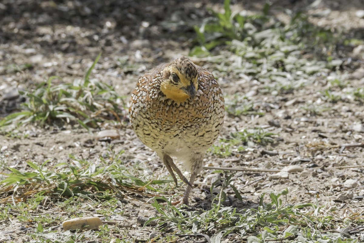 Northern Bobwhite - Asta Tobiassen