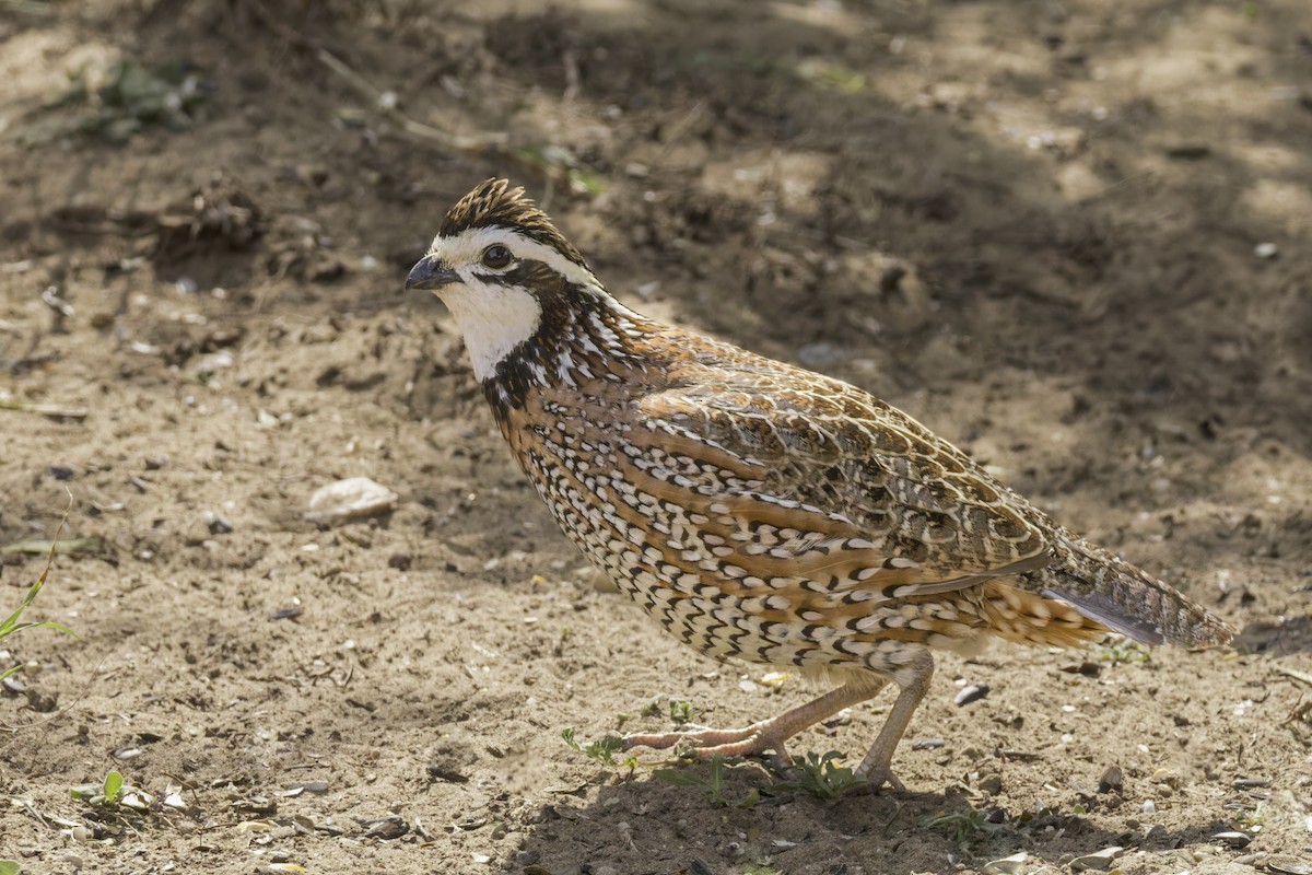 Northern Bobwhite - ML621622907