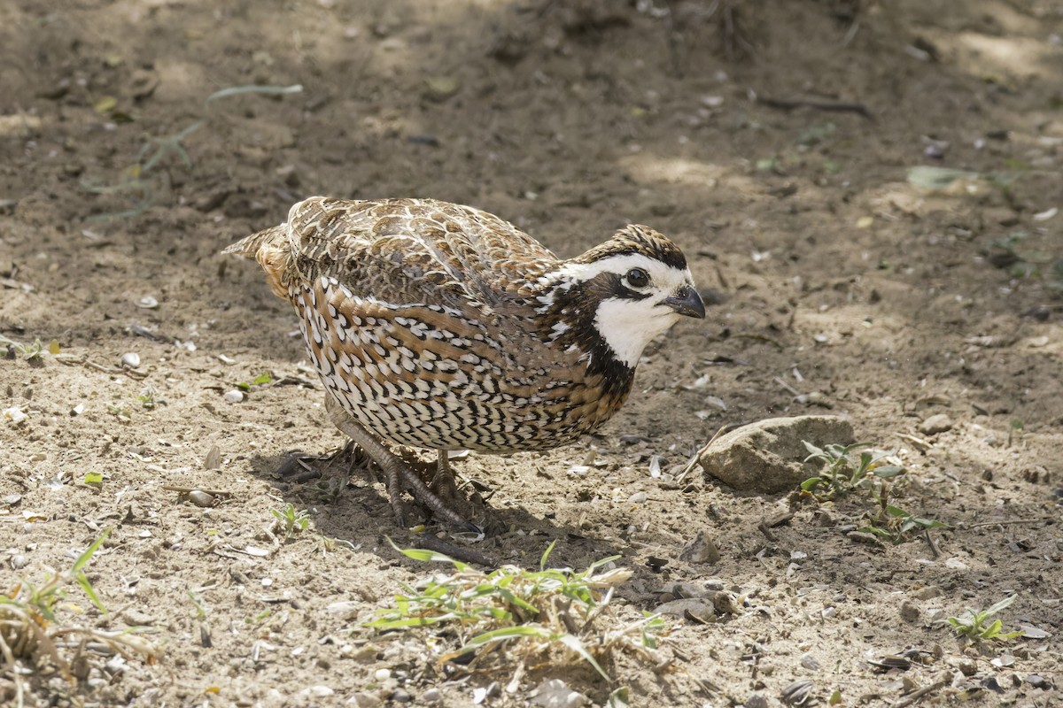 Northern Bobwhite - ML621622908