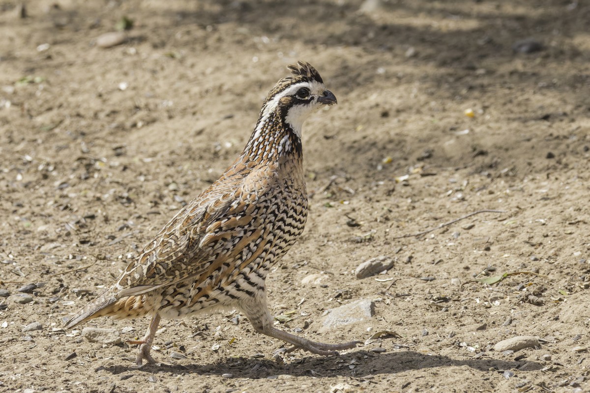 Northern Bobwhite - ML621622909