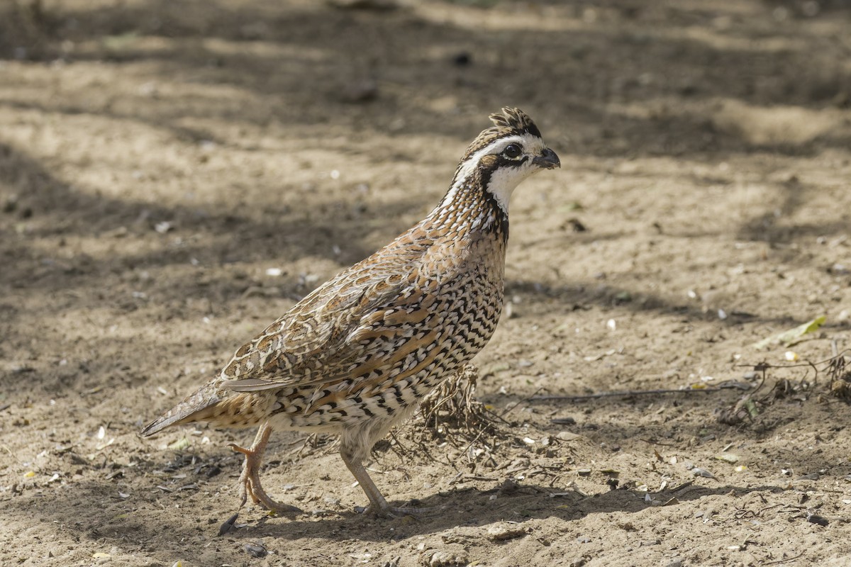 Northern Bobwhite - ML621622910