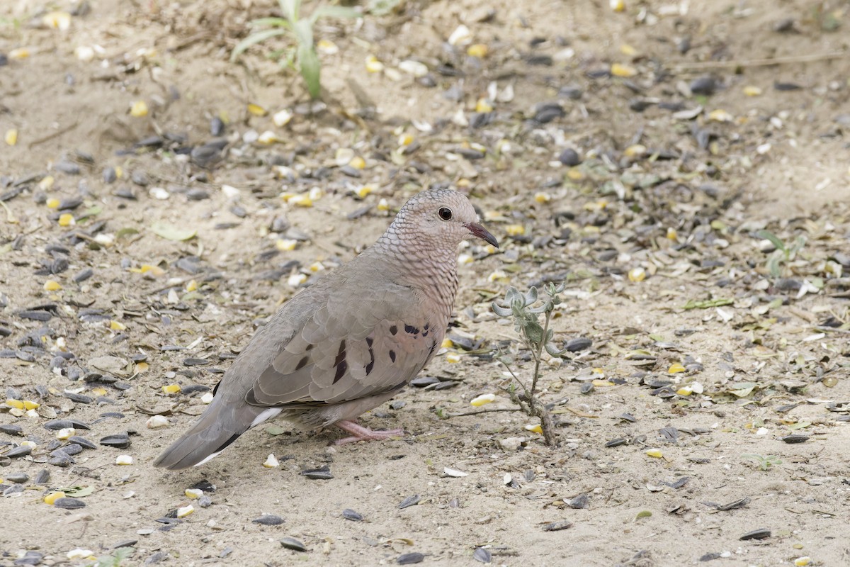 Common Ground Dove - ML621622913