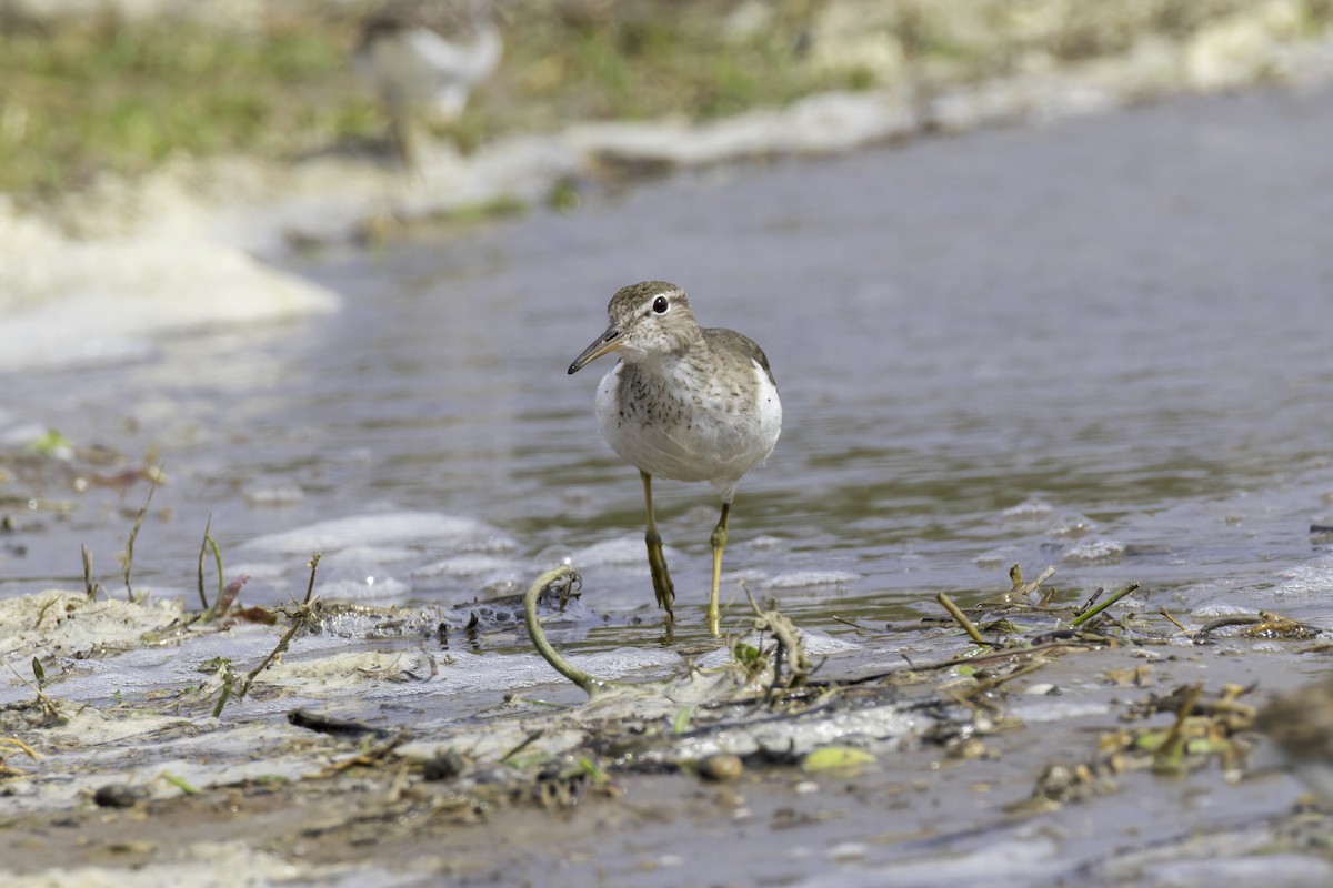 Spotted Sandpiper - ML621622915