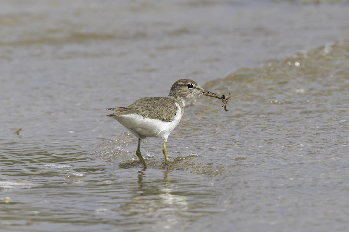 Spotted Sandpiper - ML621622916