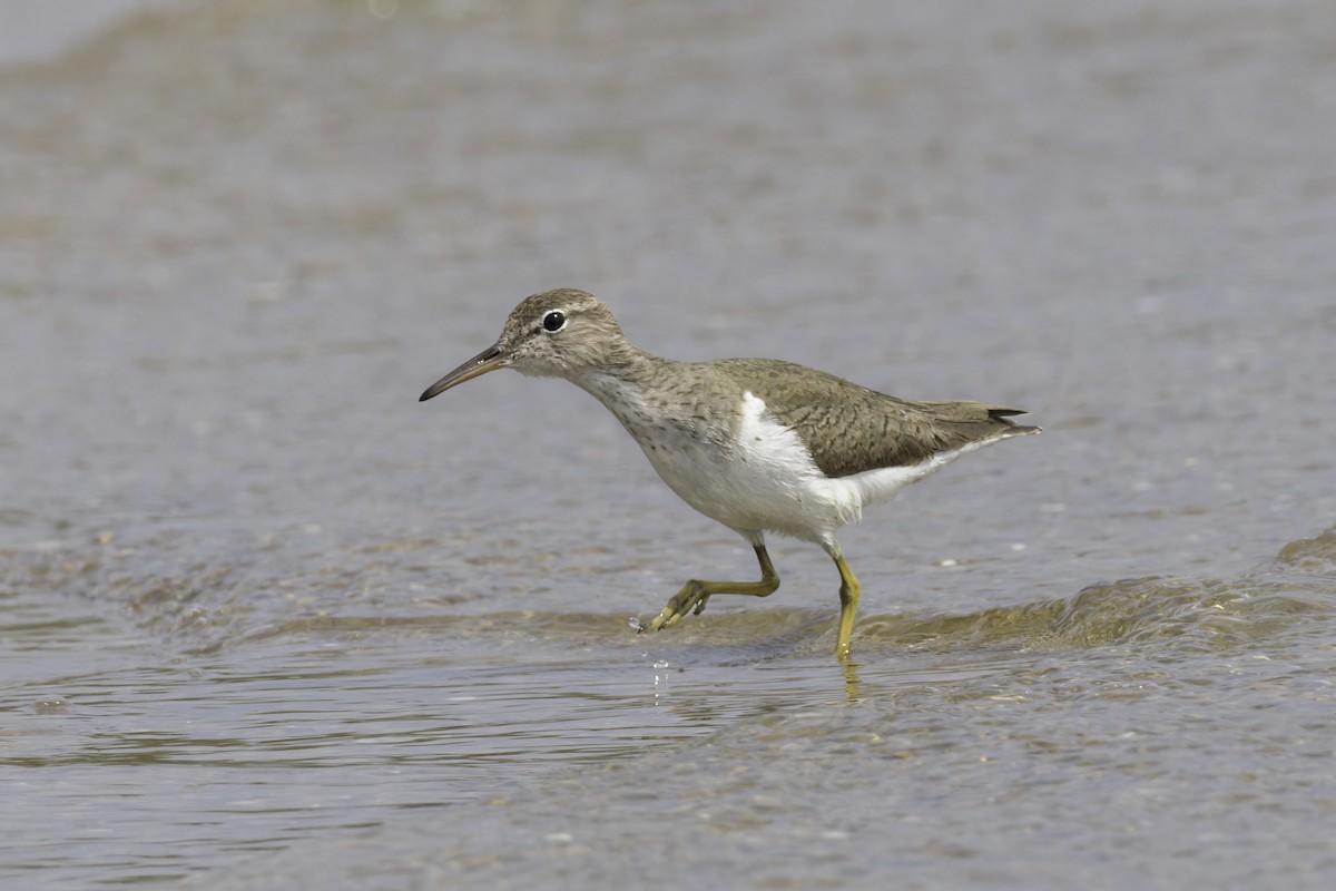 Spotted Sandpiper - ML621622917