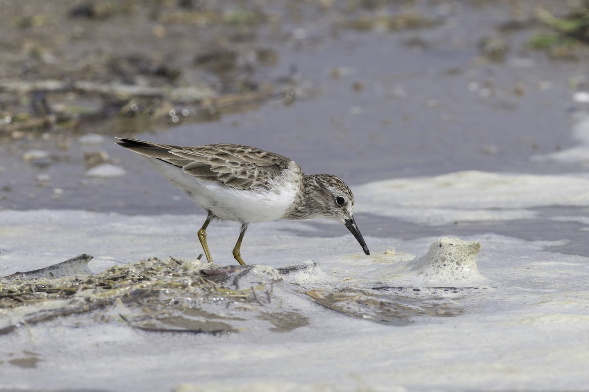 Least Sandpiper - ML621622921