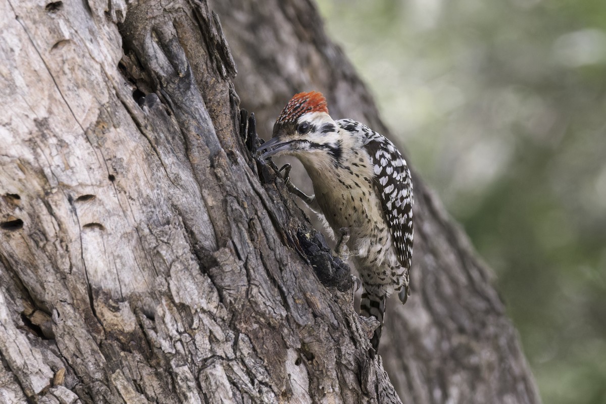 Ladder-backed Woodpecker - Asta Tobiassen