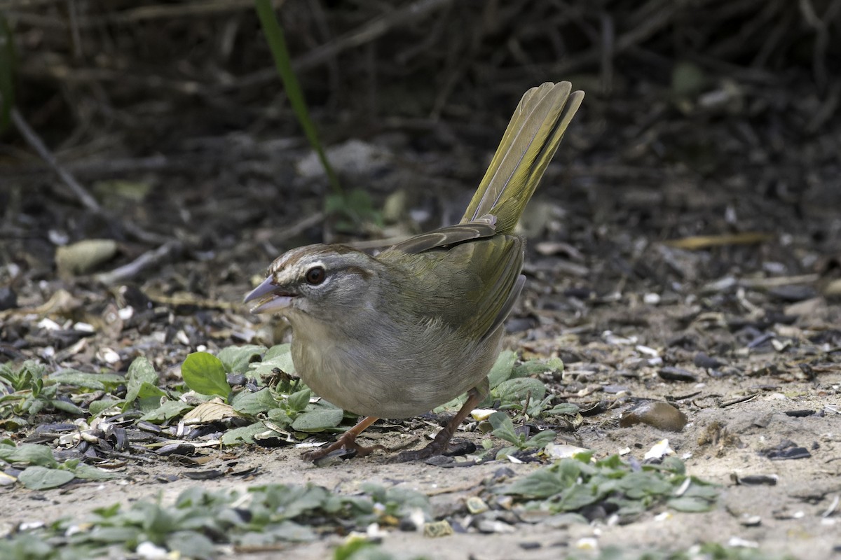 Olive Sparrow - ML621622931