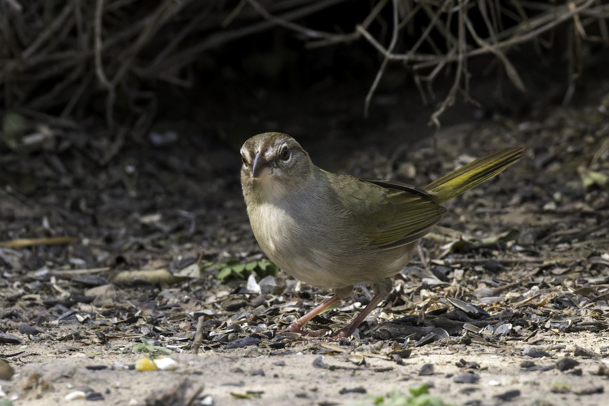 Olive Sparrow - ML621622932