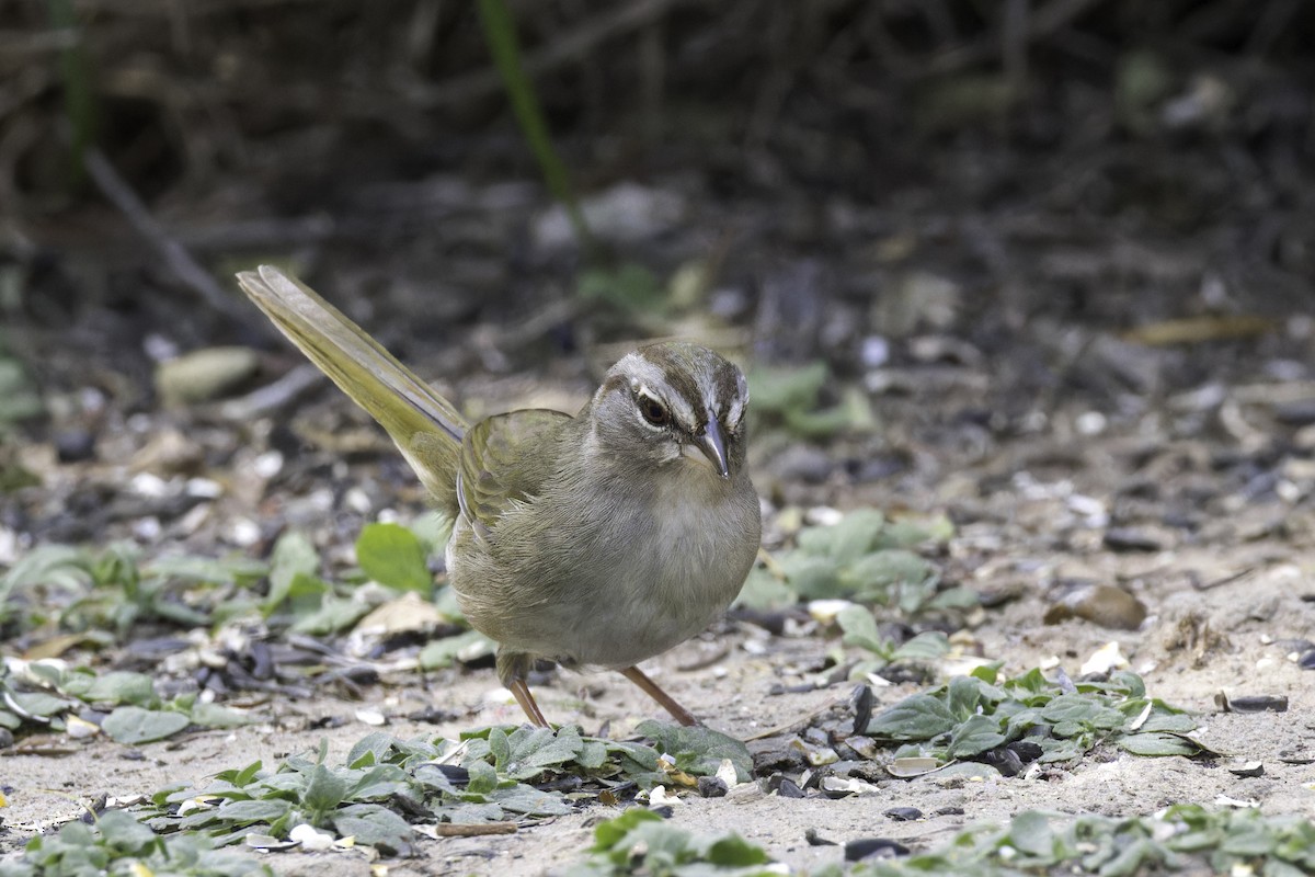 Olive Sparrow - ML621622933