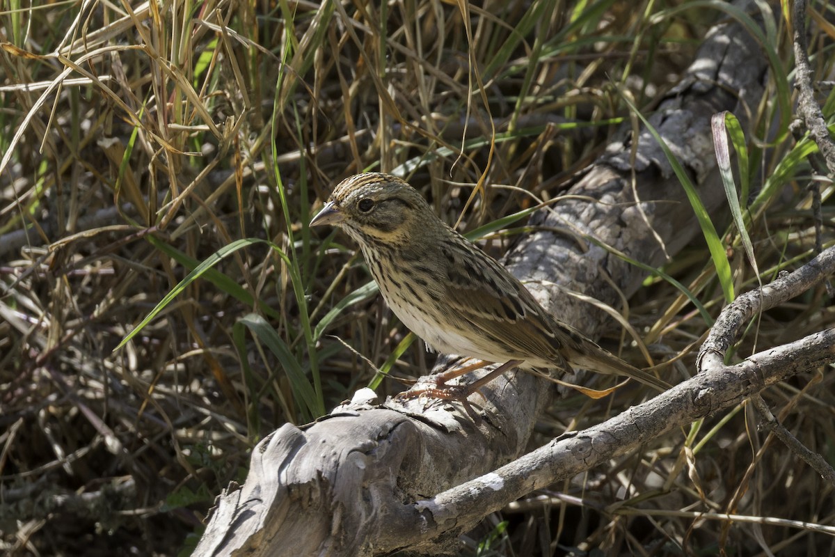 Lincoln's Sparrow - ML621622935