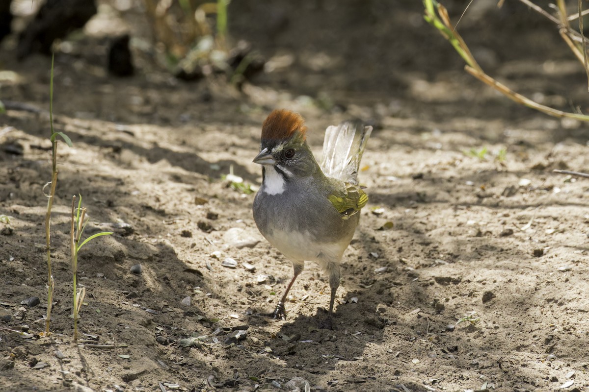 Green-tailed Towhee - ML621622936