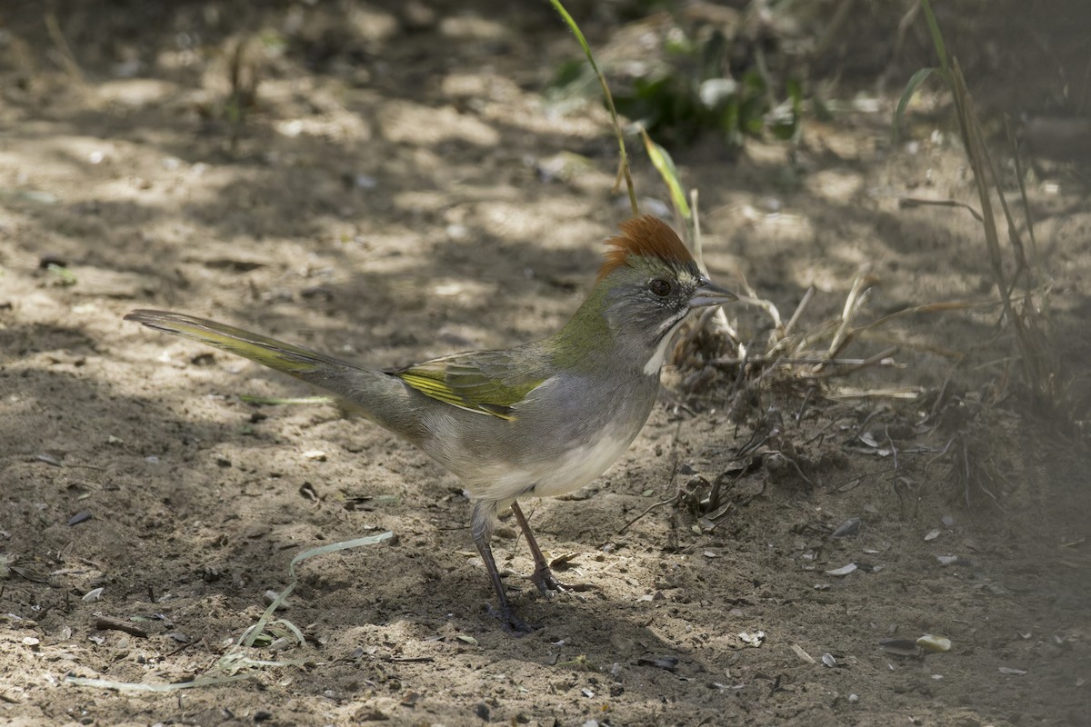 Green-tailed Towhee - ML621622937