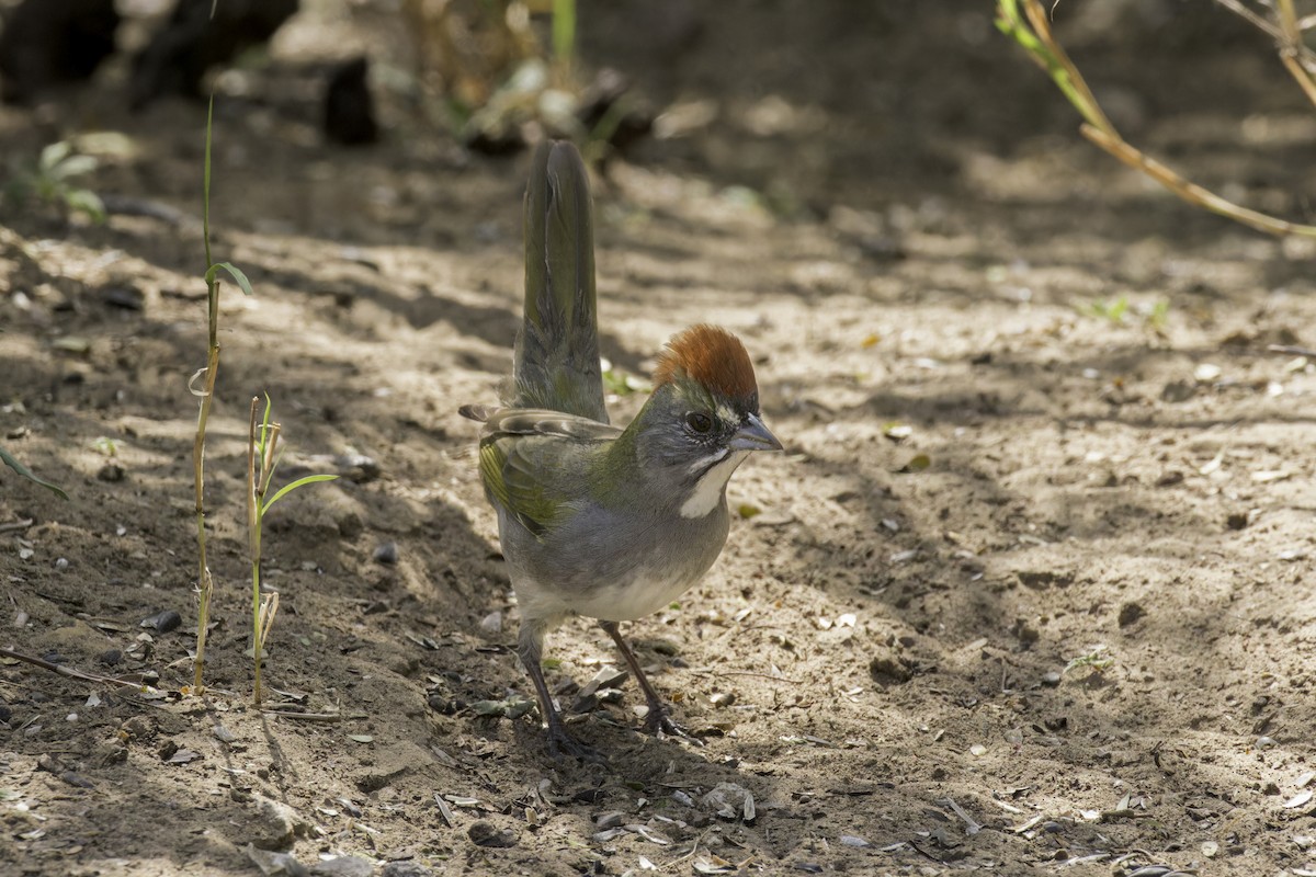 Green-tailed Towhee - ML621622938