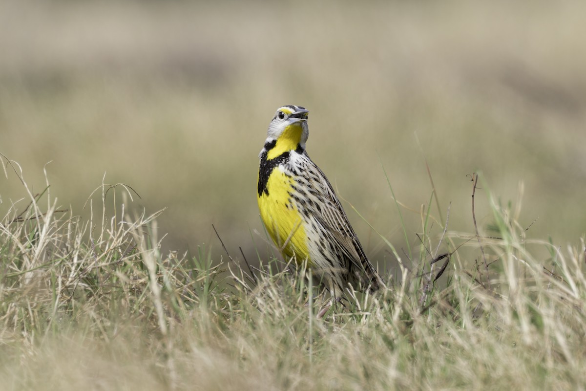 Eastern Meadowlark - ML621622945