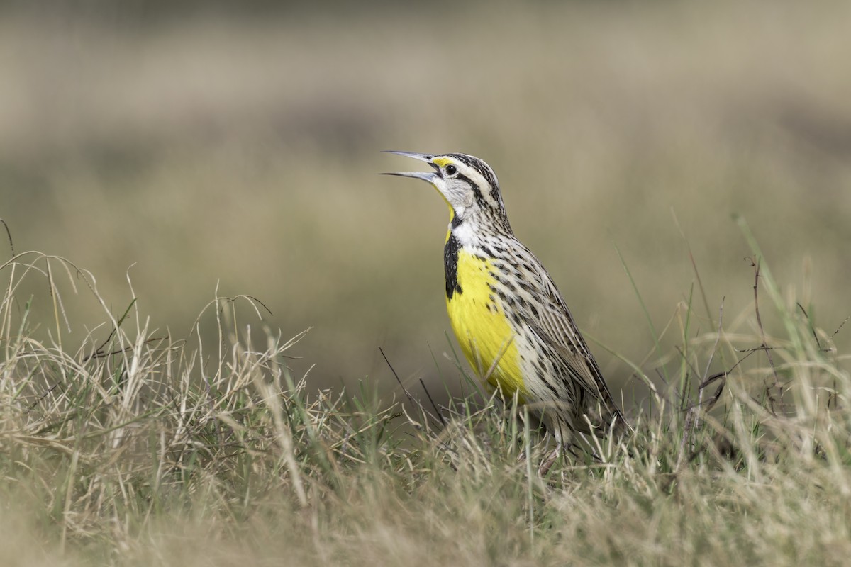 Eastern Meadowlark - ML621622946