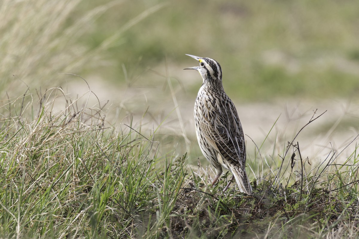 Eastern Meadowlark - ML621622947