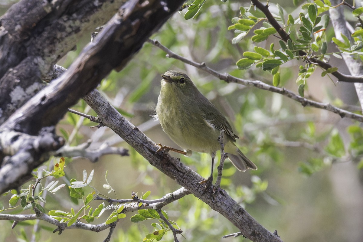 Orange-crowned Warbler - ML621622950