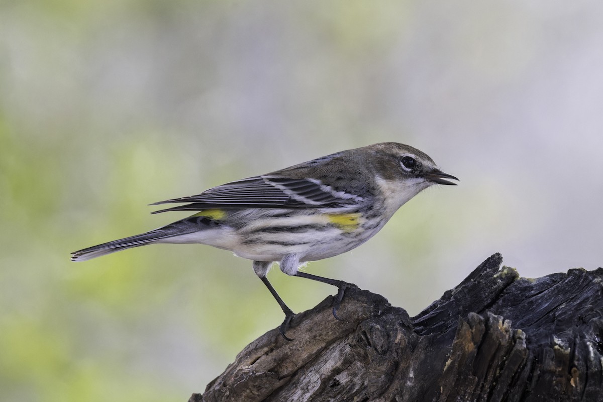 Yellow-rumped Warbler (Myrtle) - ML621622953