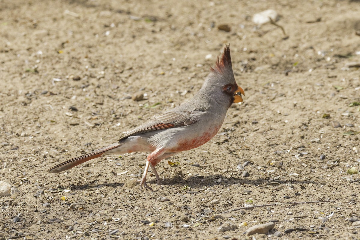 Pyrrhuloxia - ML621622962