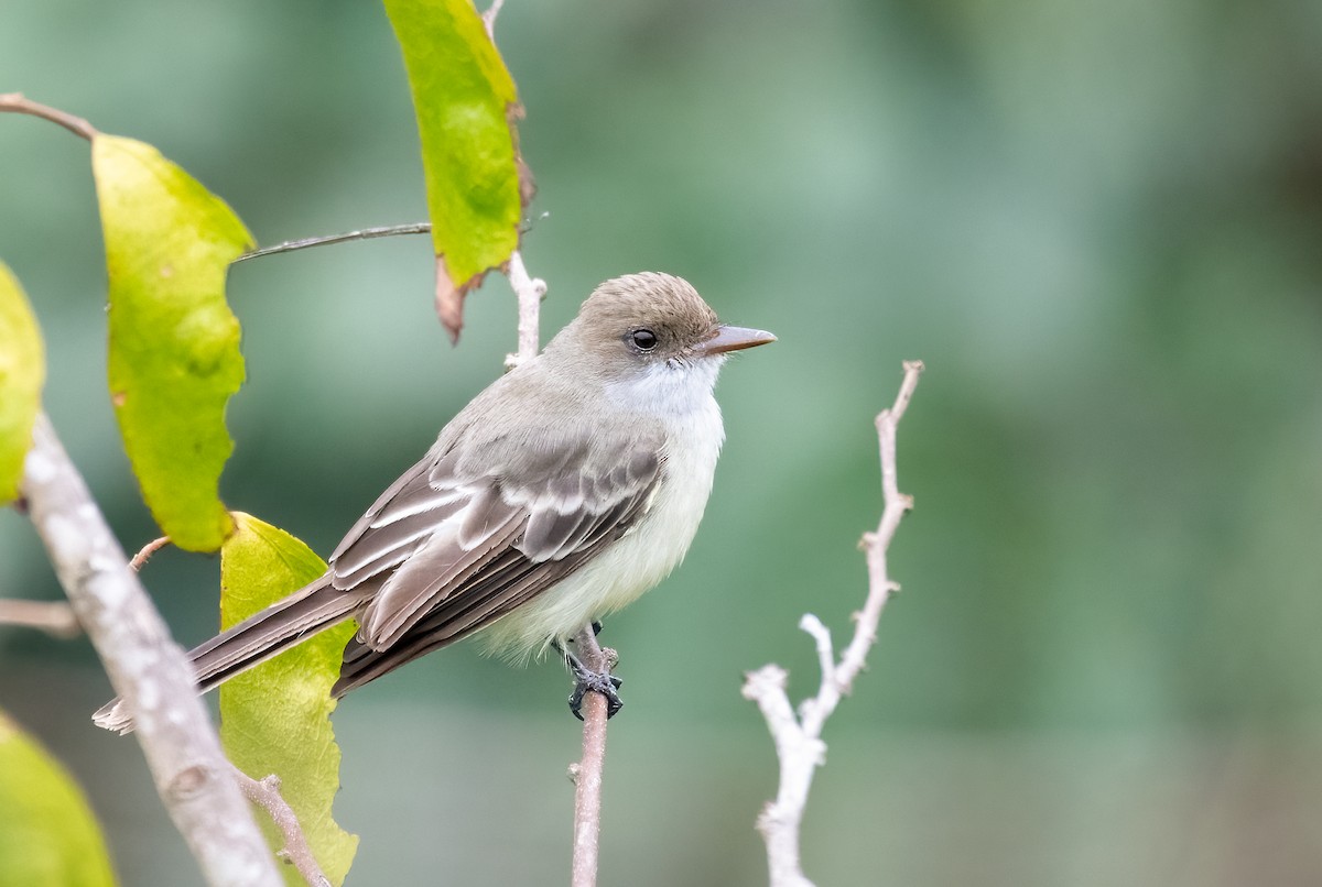 Swainson's Flycatcher - ML621622992