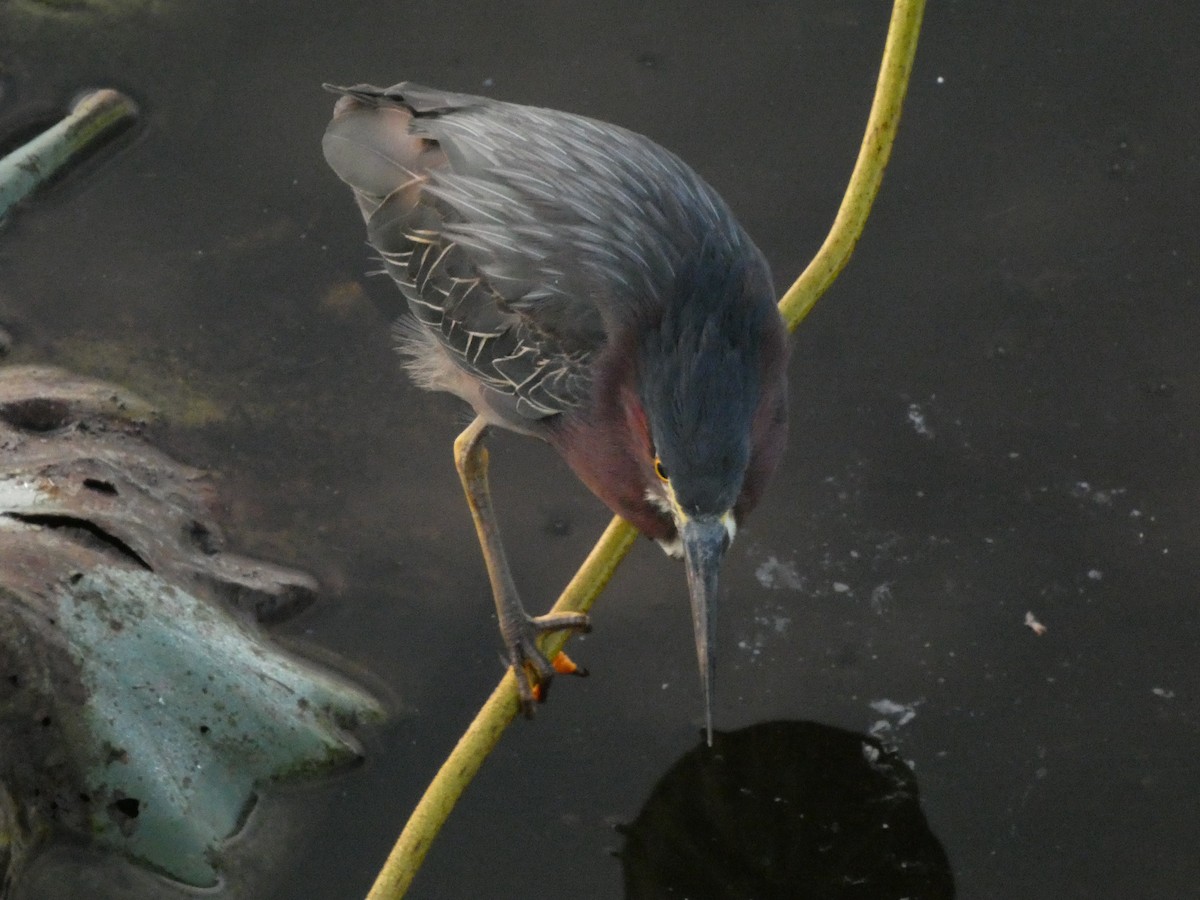 Green Heron - ML621623014