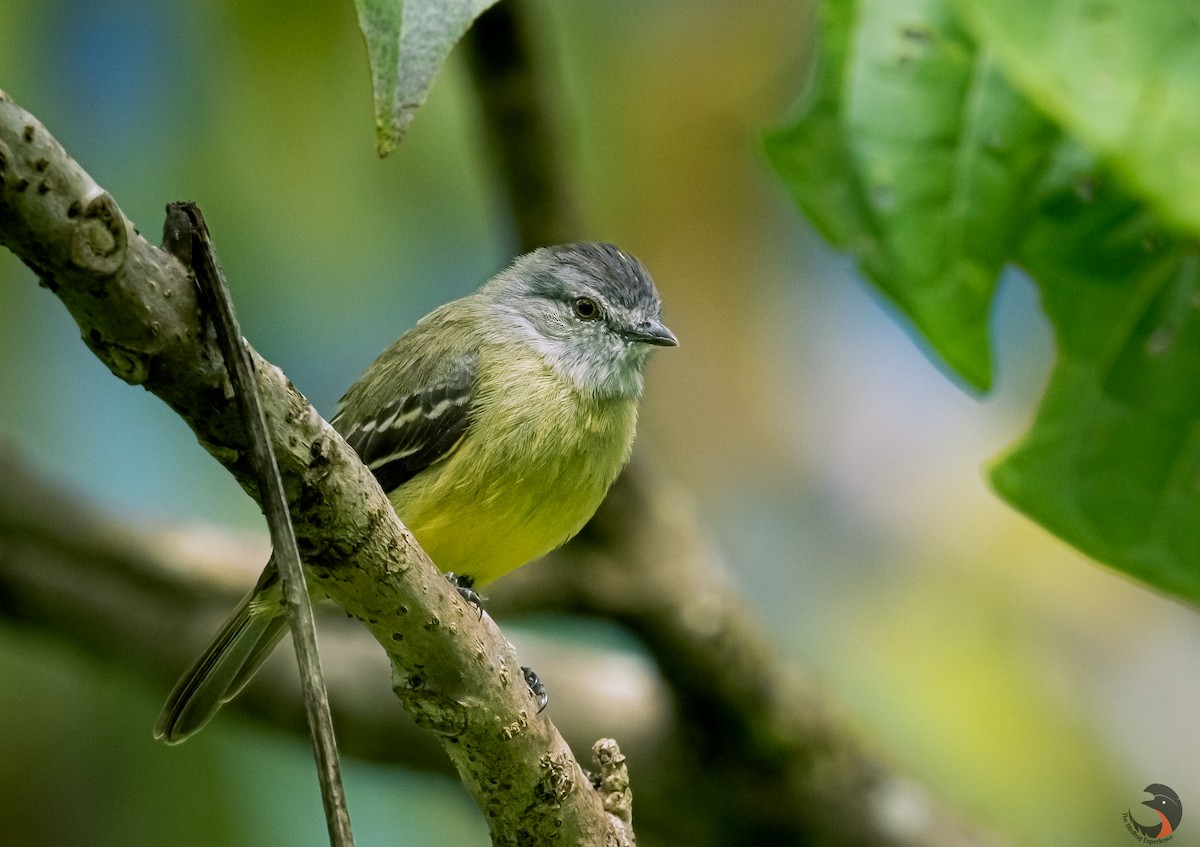 Yellow-crowned Tyrannulet - David Rodríguez Arias