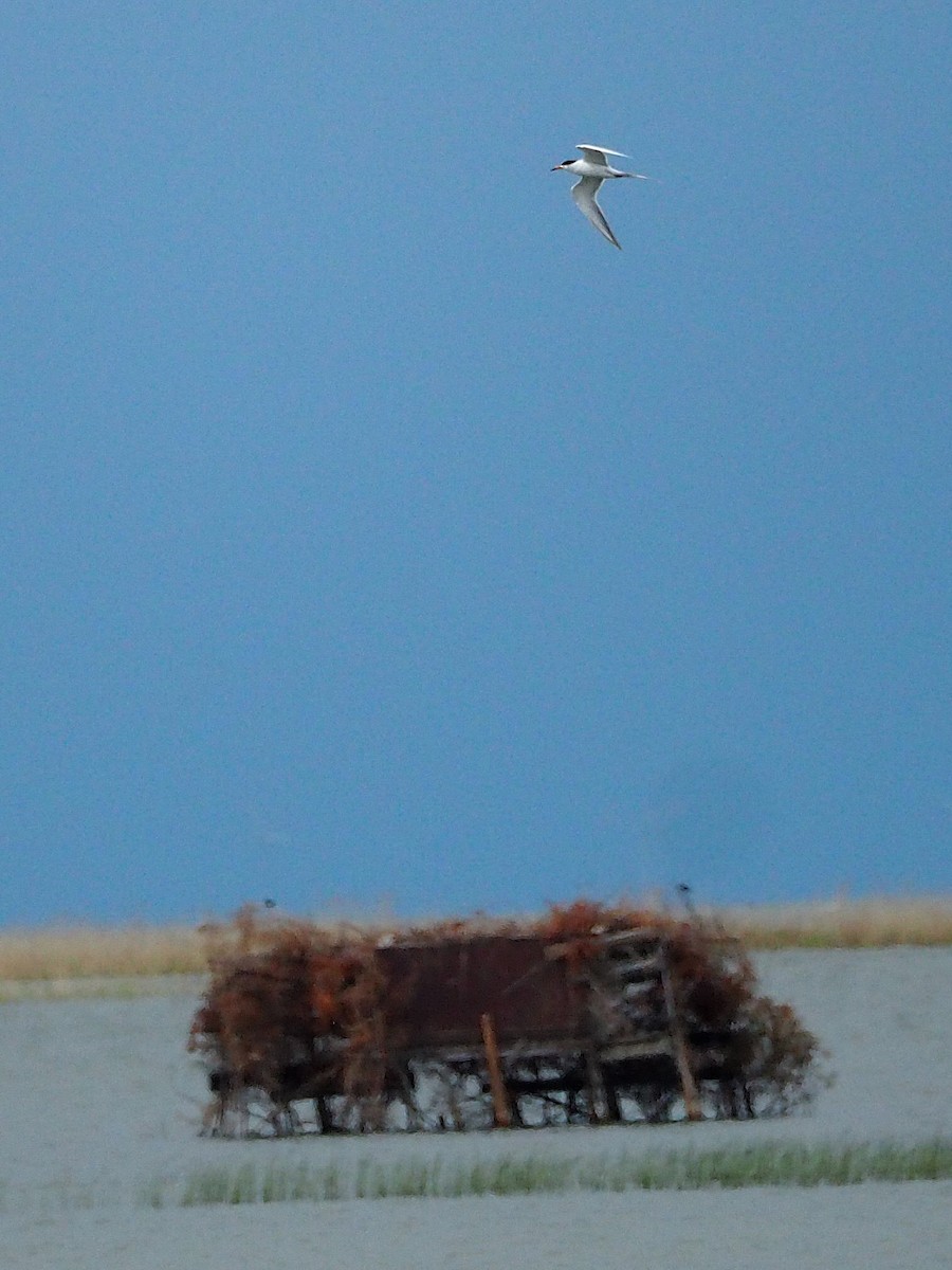 Forster's Tern - ML621623092