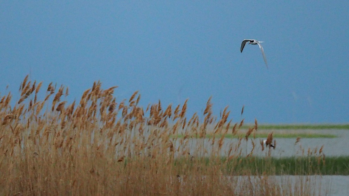 Forster's Tern - Ken MacDonald