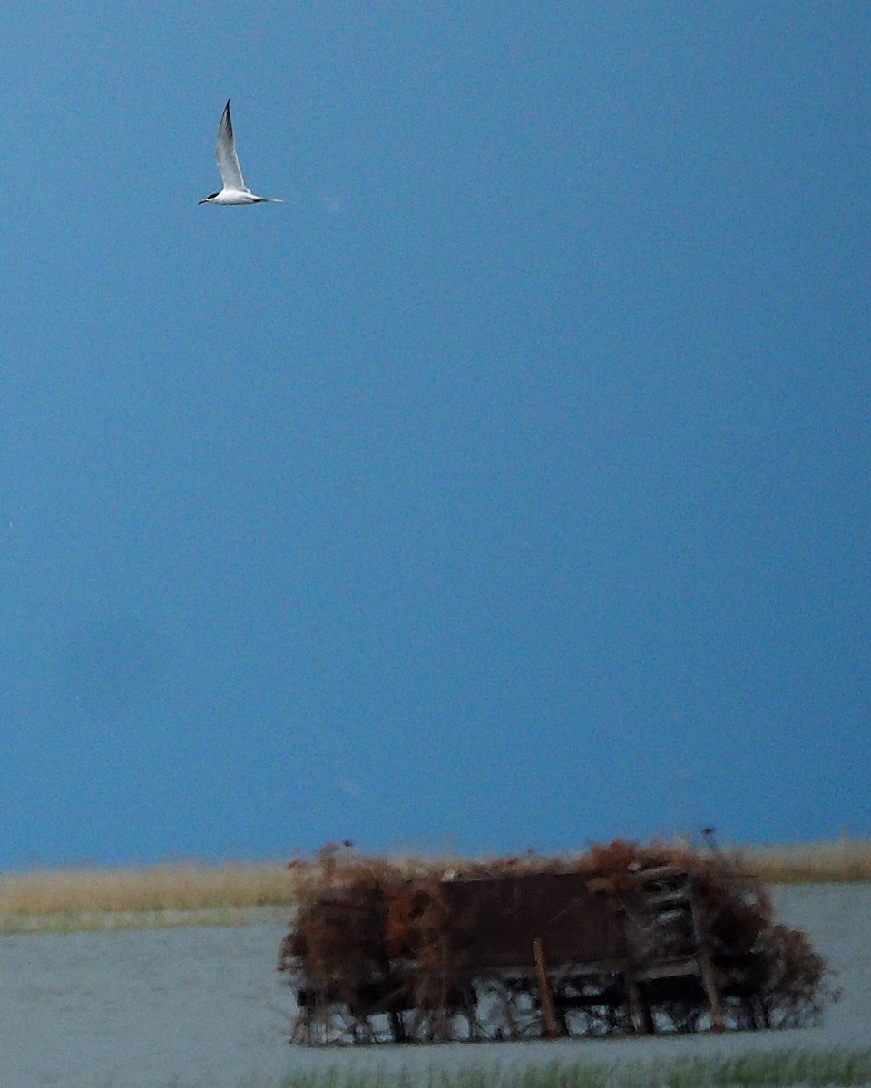 Forster's Tern - ML621623096