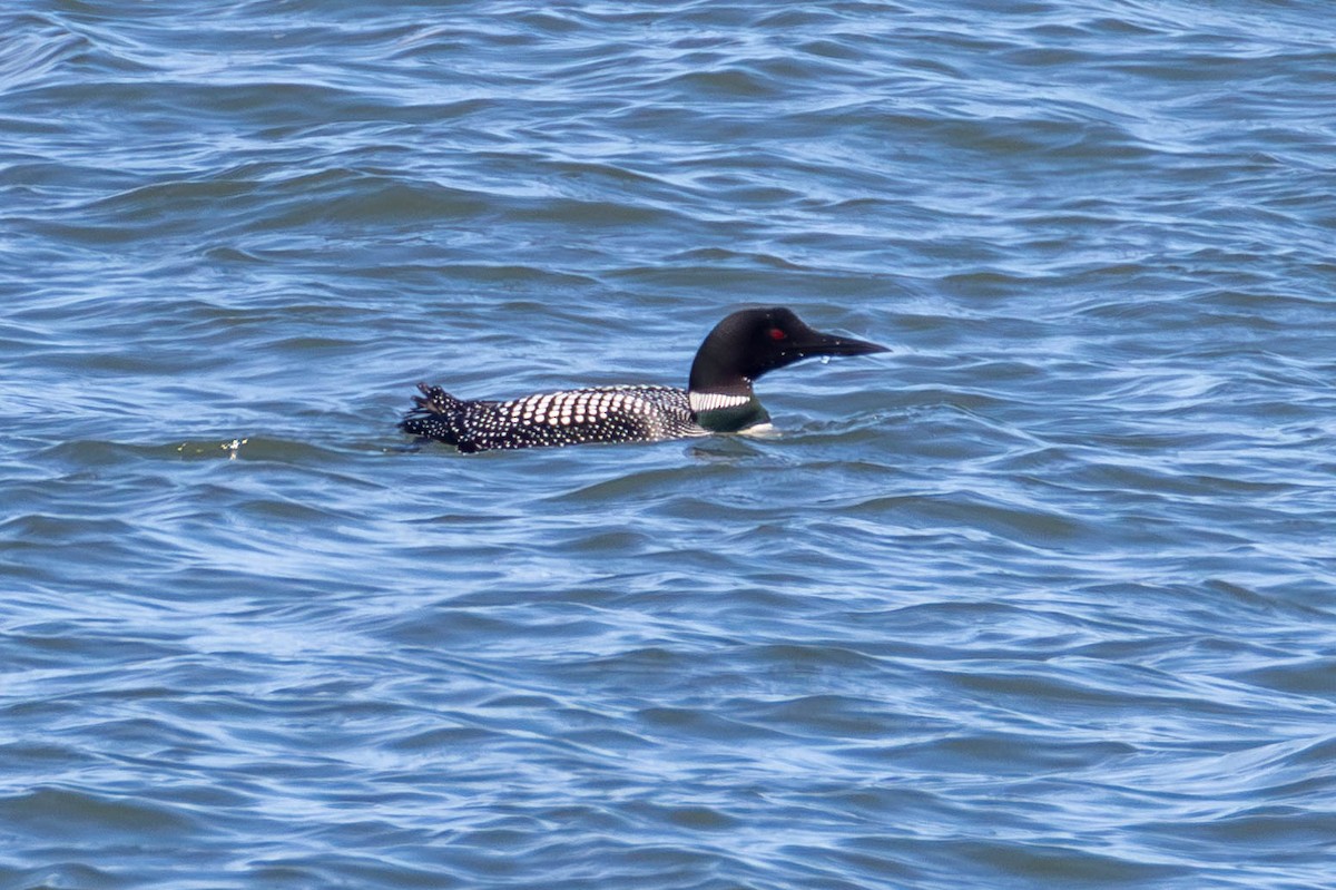 Common Loon - ML621623109