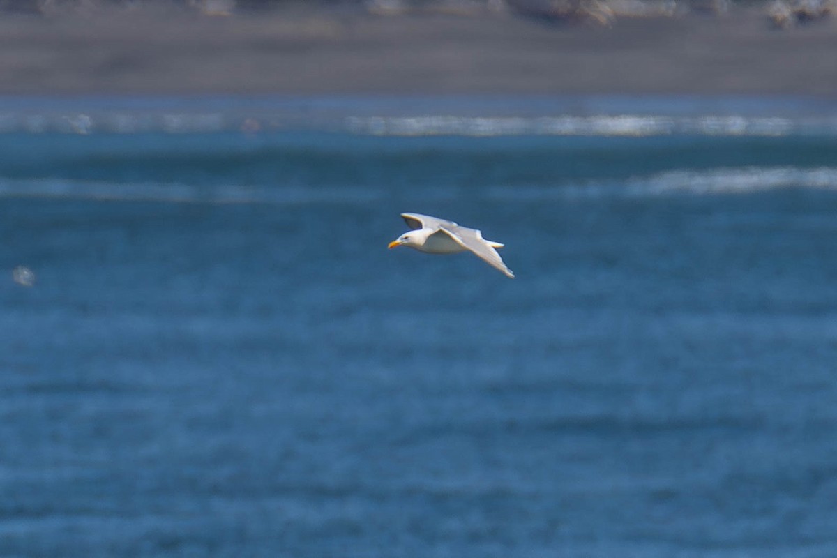 Glaucous-winged Gull - ML621623112