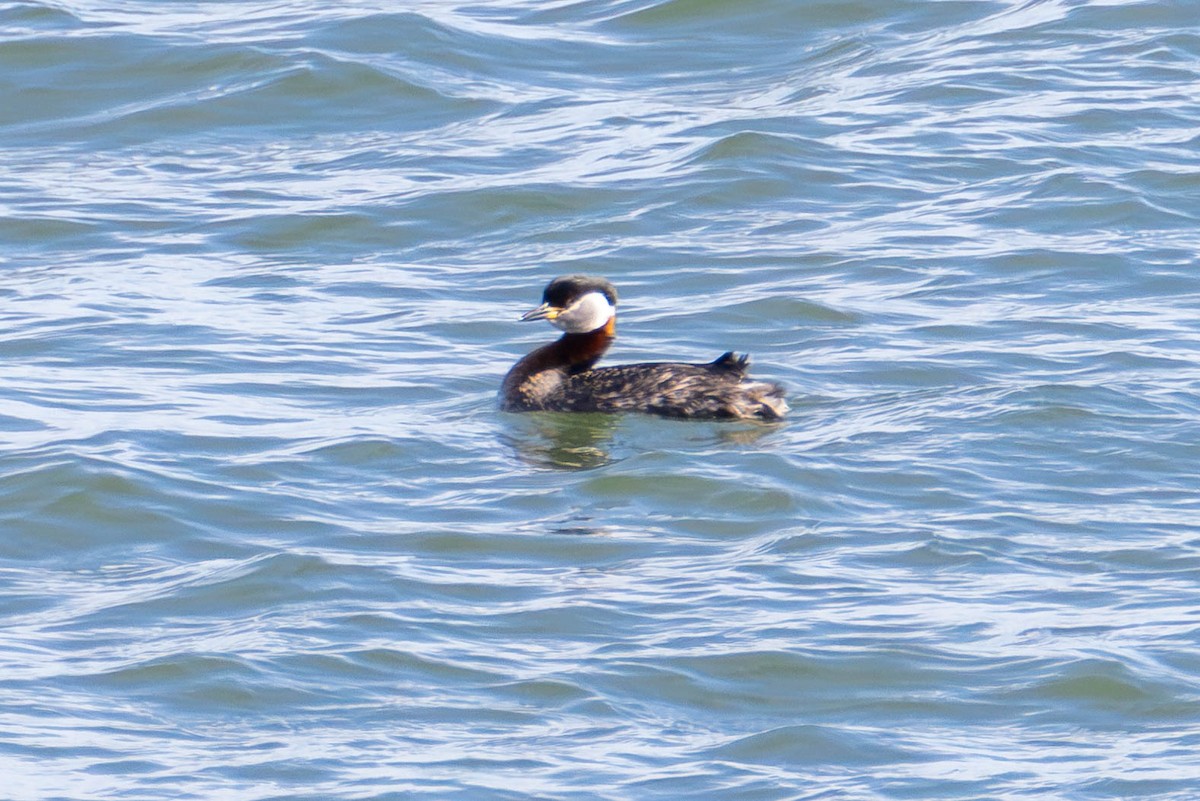 Red-necked Grebe - ML621623113