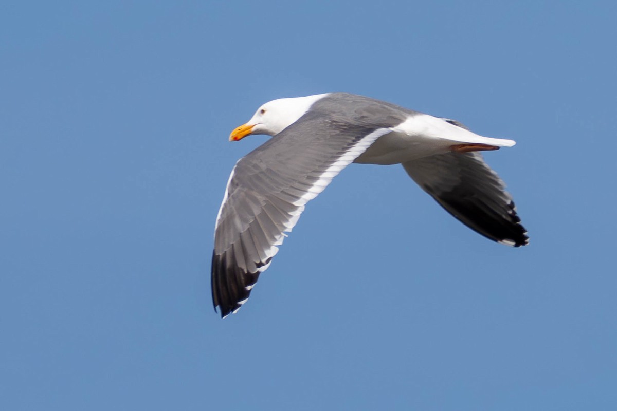 Western Gull - ML621623119