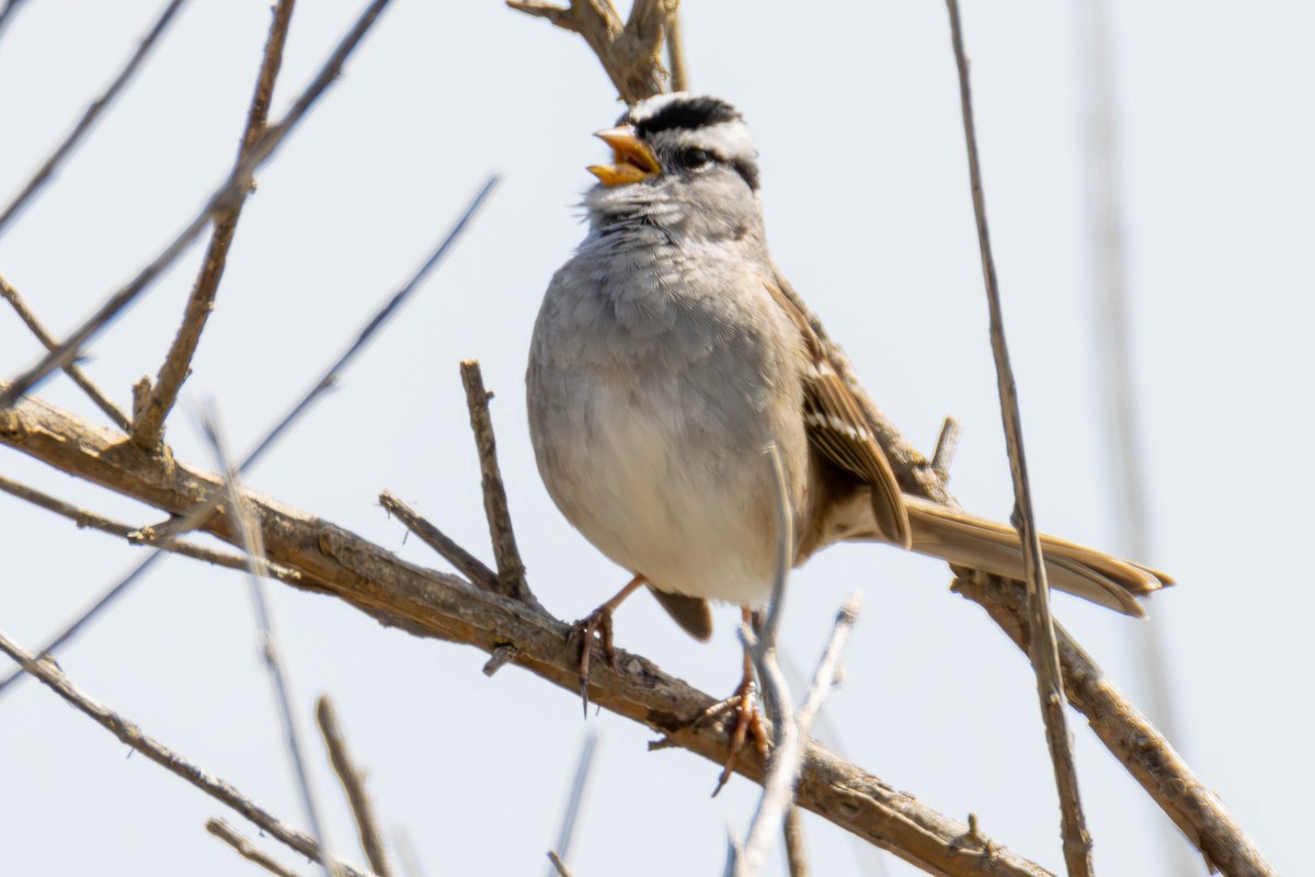 White-crowned Sparrow - ML621623120