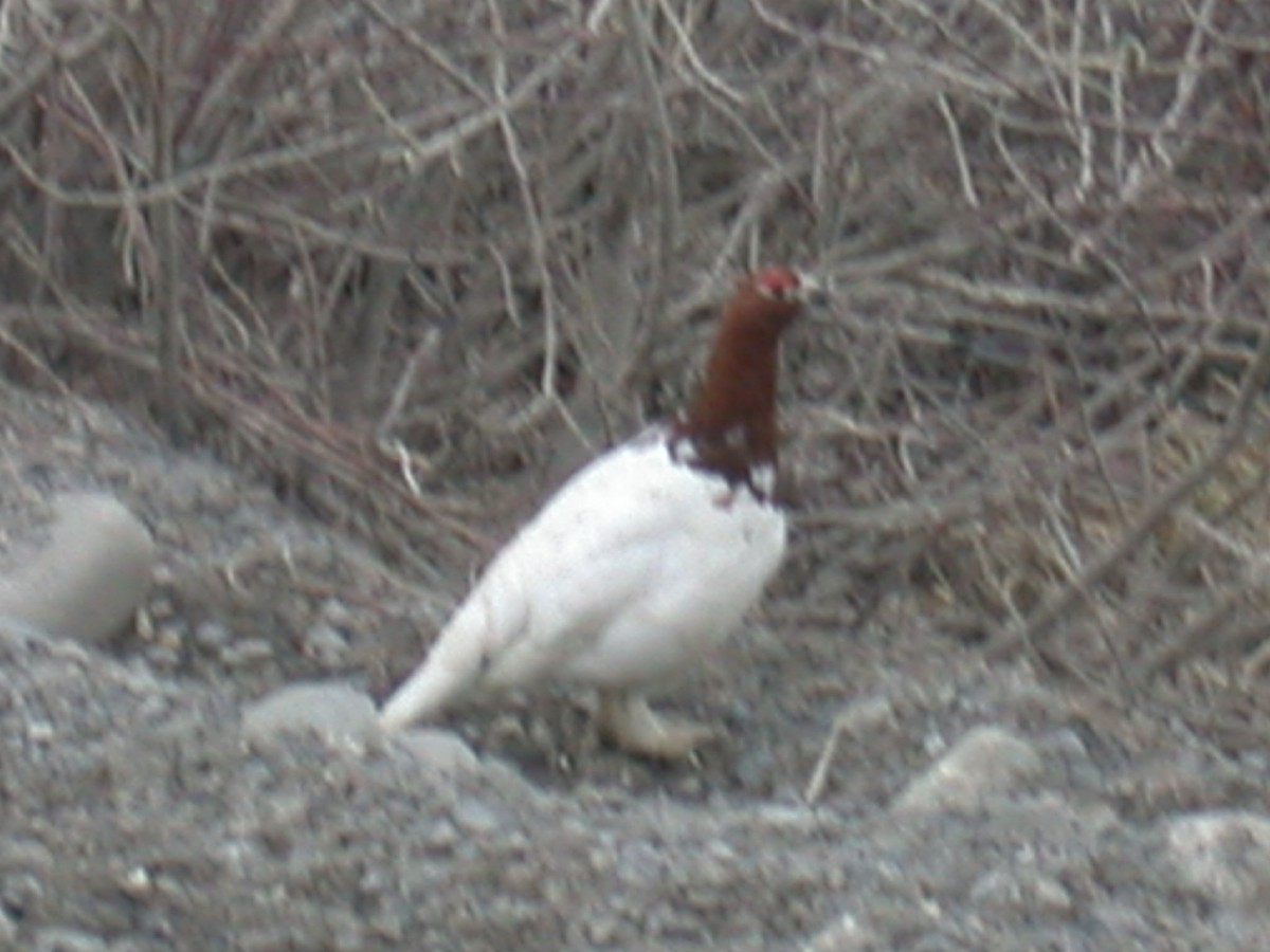 Willow Ptarmigan - ML621623183