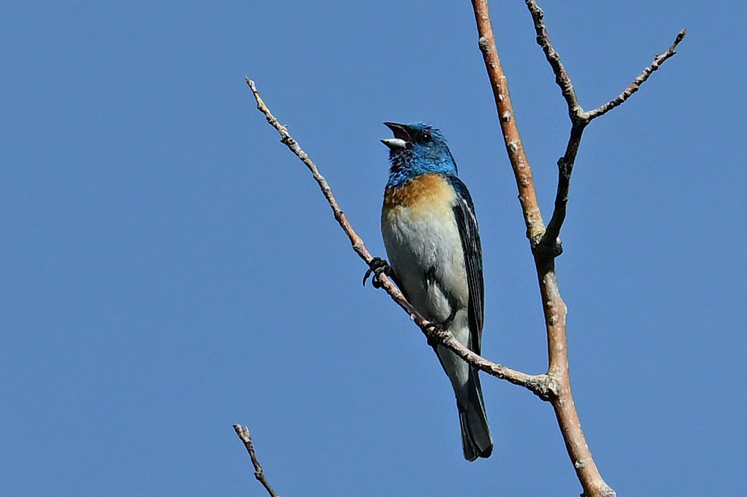 Passerin azuré - ML621623186