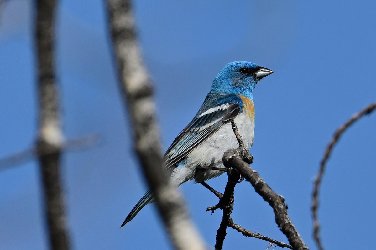 Passerin azuré - ML621623187