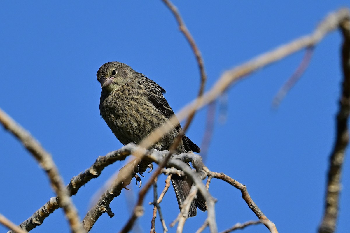 Brown-headed Cowbird - ML621623204
