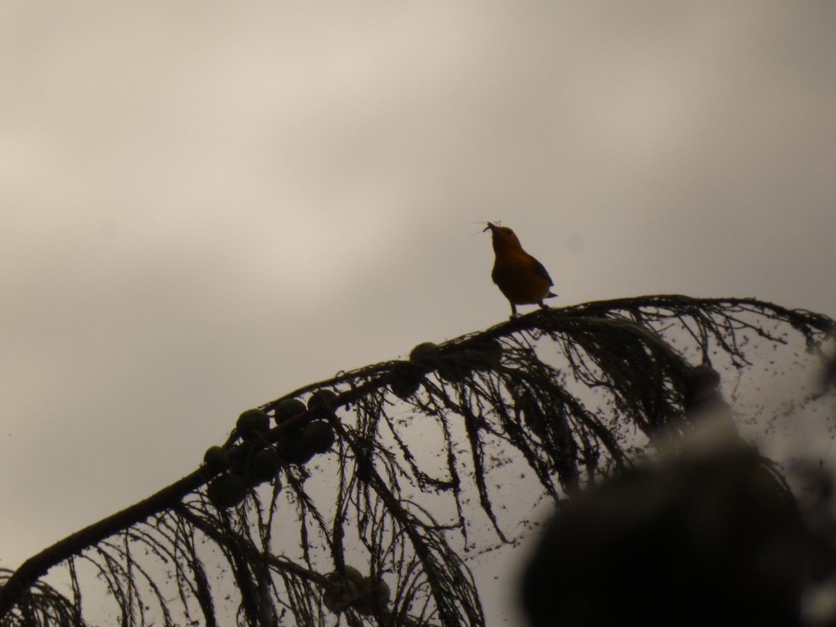 Prothonotary Warbler - ML621623214