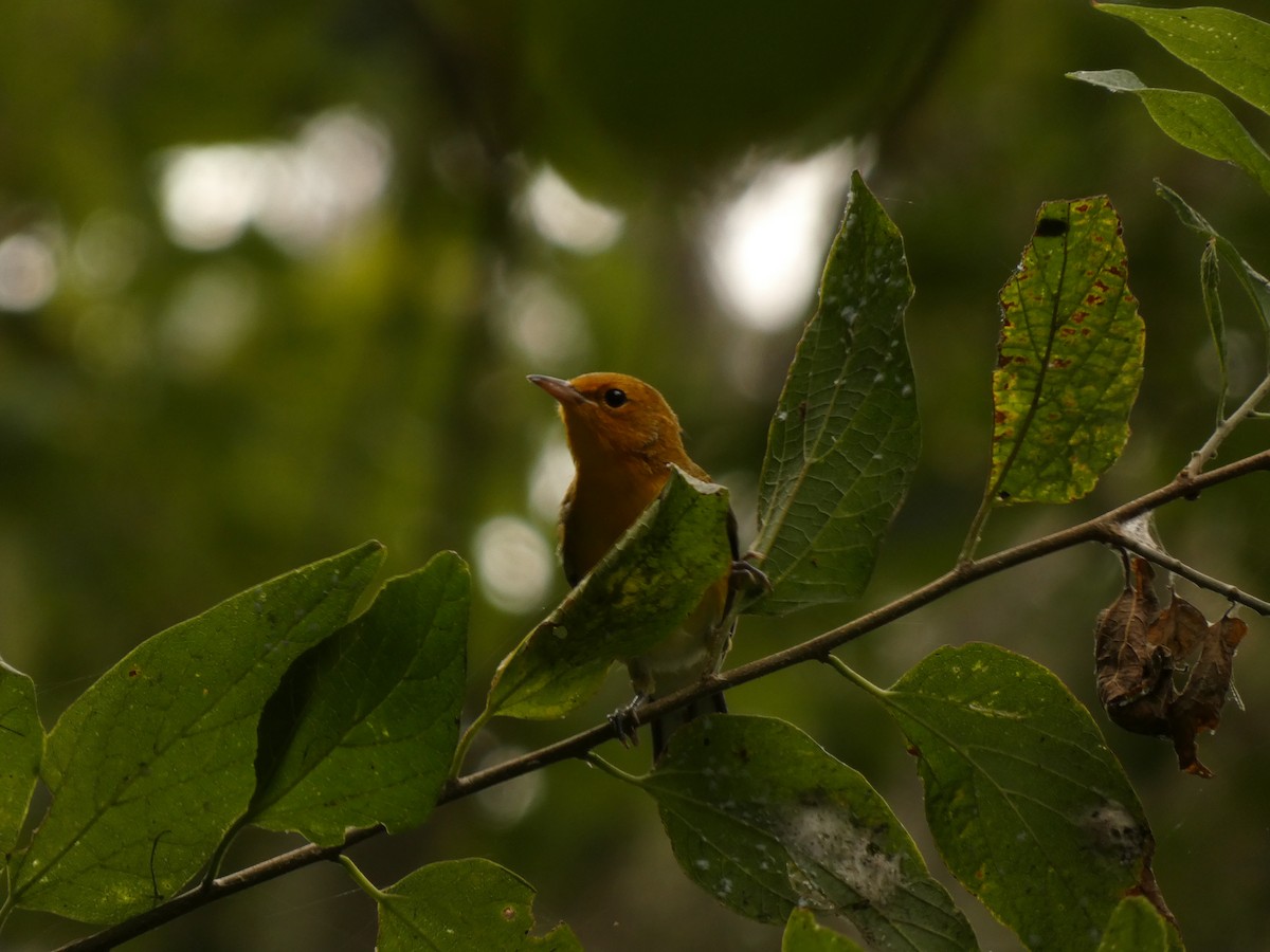 Prothonotary Warbler - ML621623232