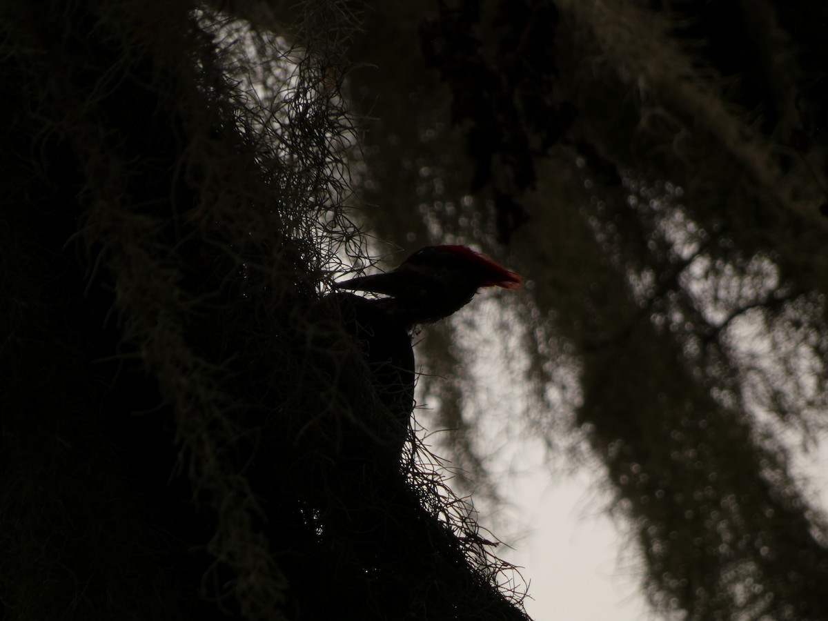 Pileated Woodpecker - ML621623238