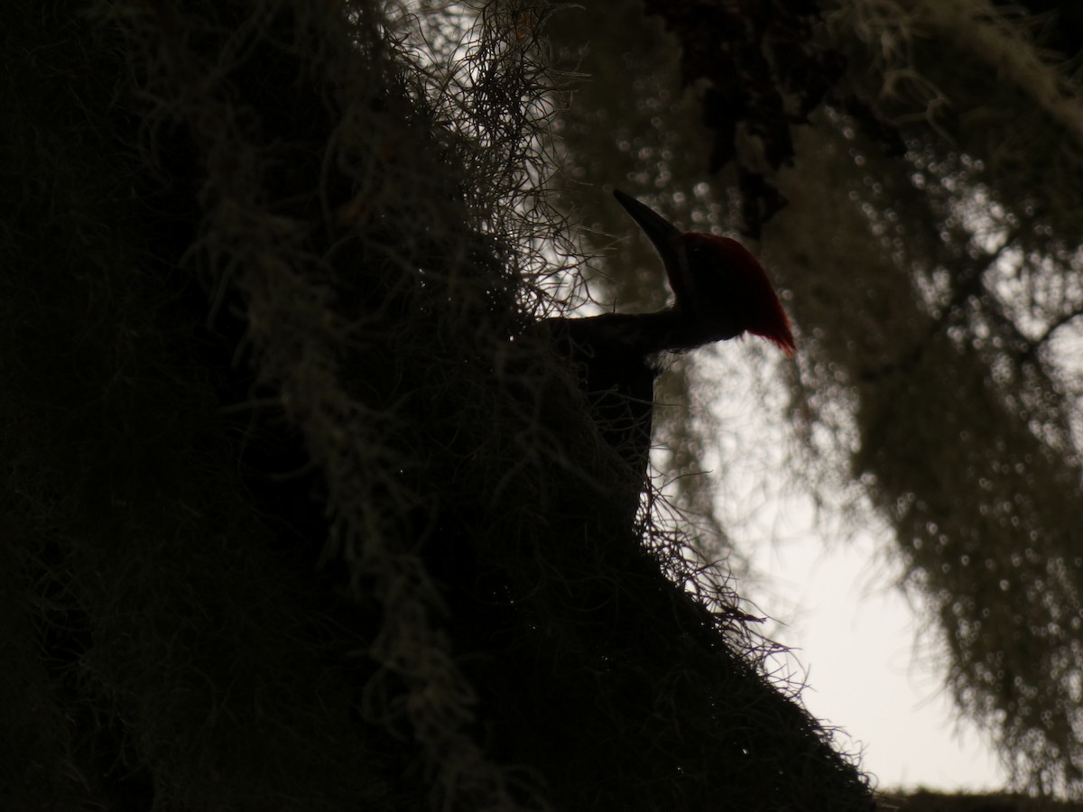 Pileated Woodpecker - ML621623239