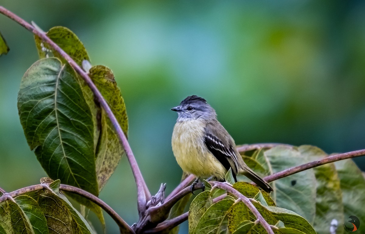 Yellow-crowned Tyrannulet - ML621623242