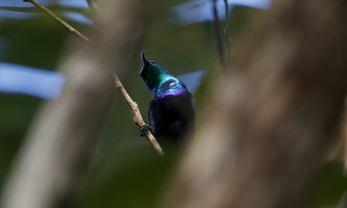 Malagasy Sunbird - ML621623253