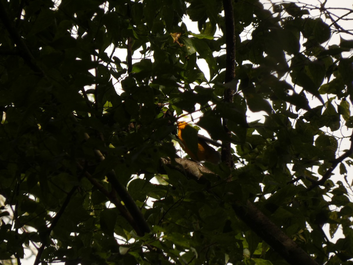 Prothonotary Warbler - ML621623254
