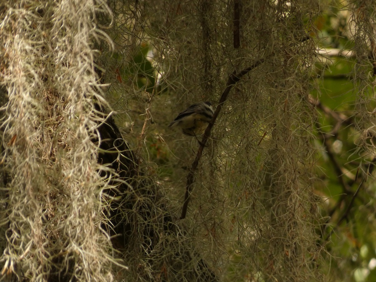 Yellow-throated Warbler - ML621623260