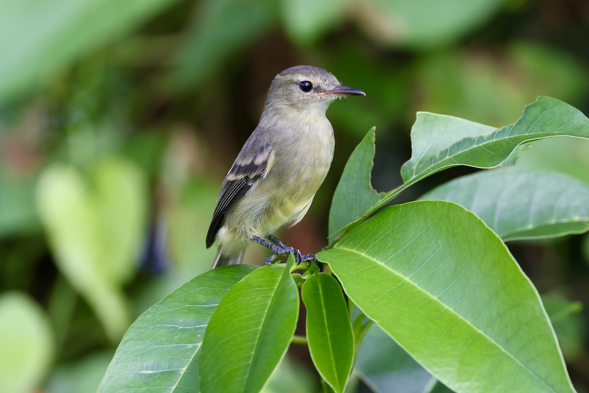 Cocos Tyrannulet - ML621623277